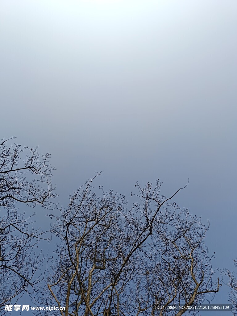 冬日光秃树枝与晴朗天空