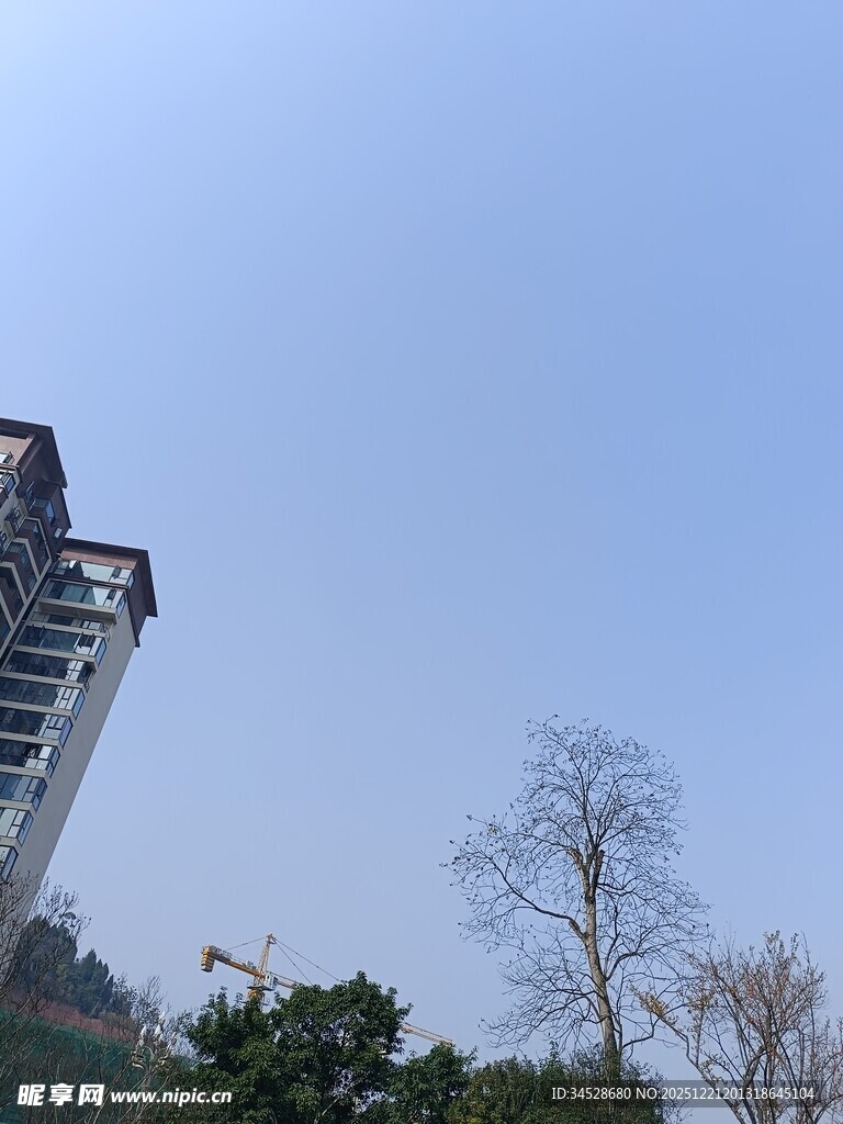 高楼旁的树木与晴朗天空