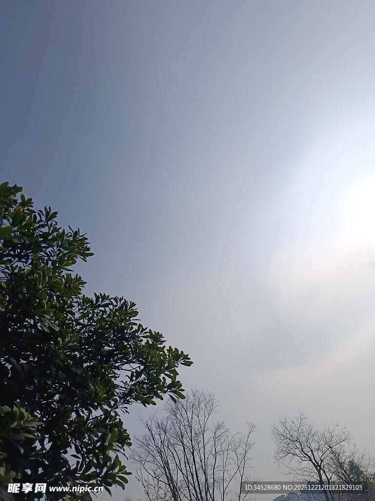 阳光下的绿树与朦胧远景