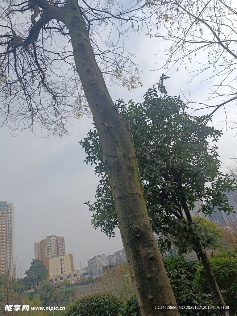 城市中枝干光秃的树木景观