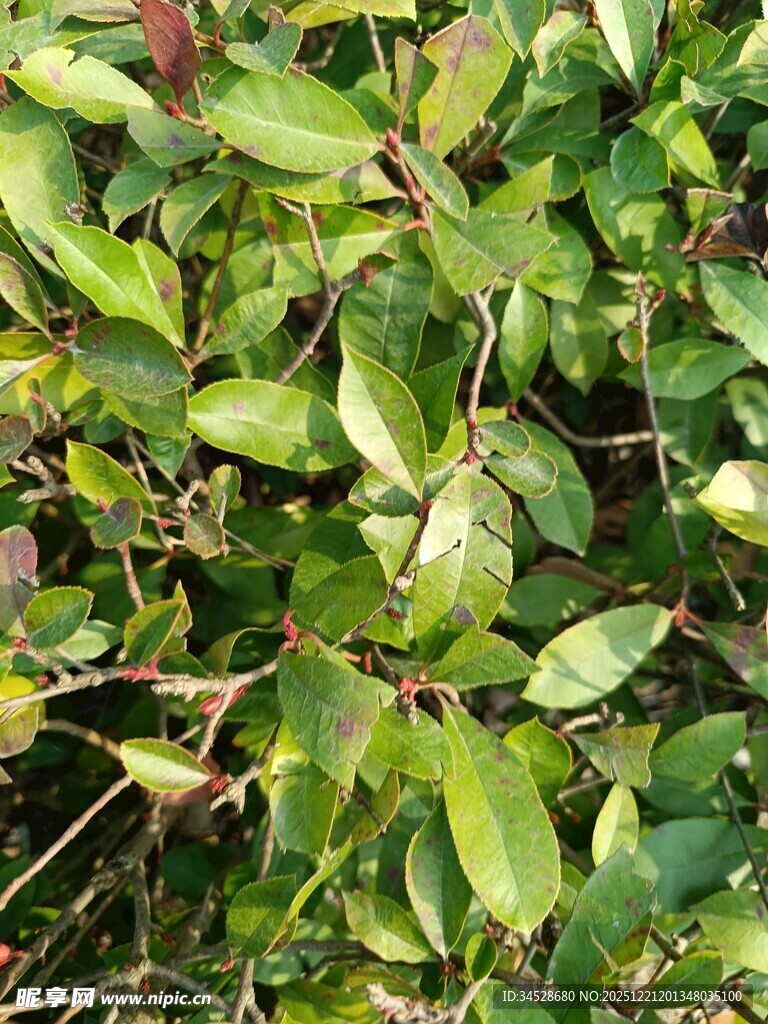 翠绿繁茂的植物叶片