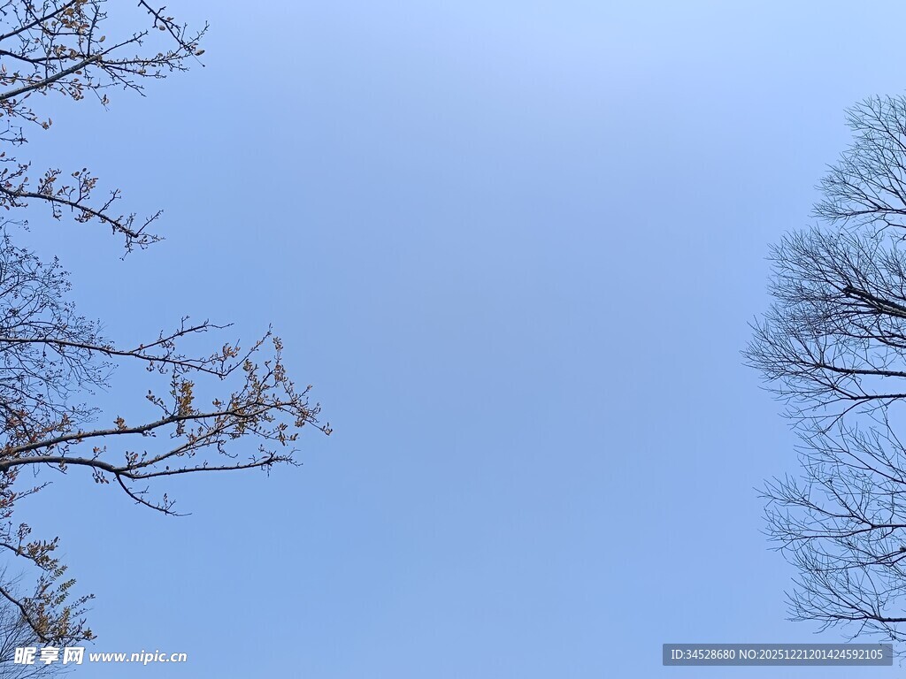 蓝天映衬下的光秃树枝