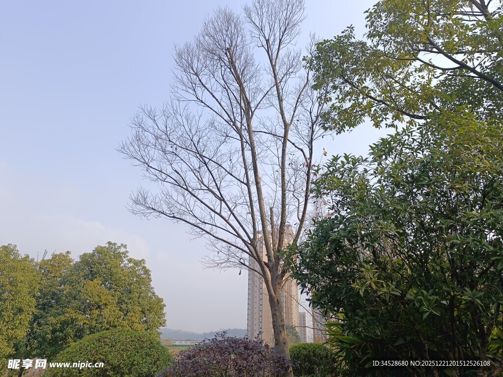 冬日枯树与葱郁树木同框