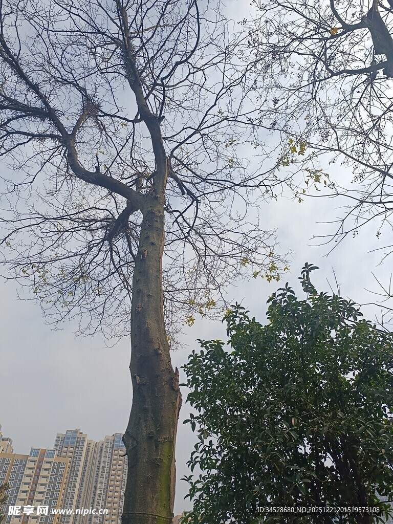 高大树木与背景建筑景观