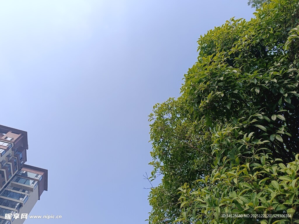 高楼旁的葱郁绿植