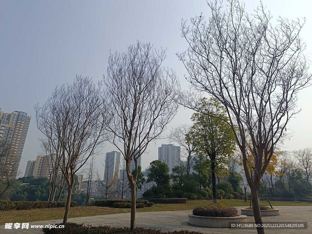 冬日公园光秃树木景观