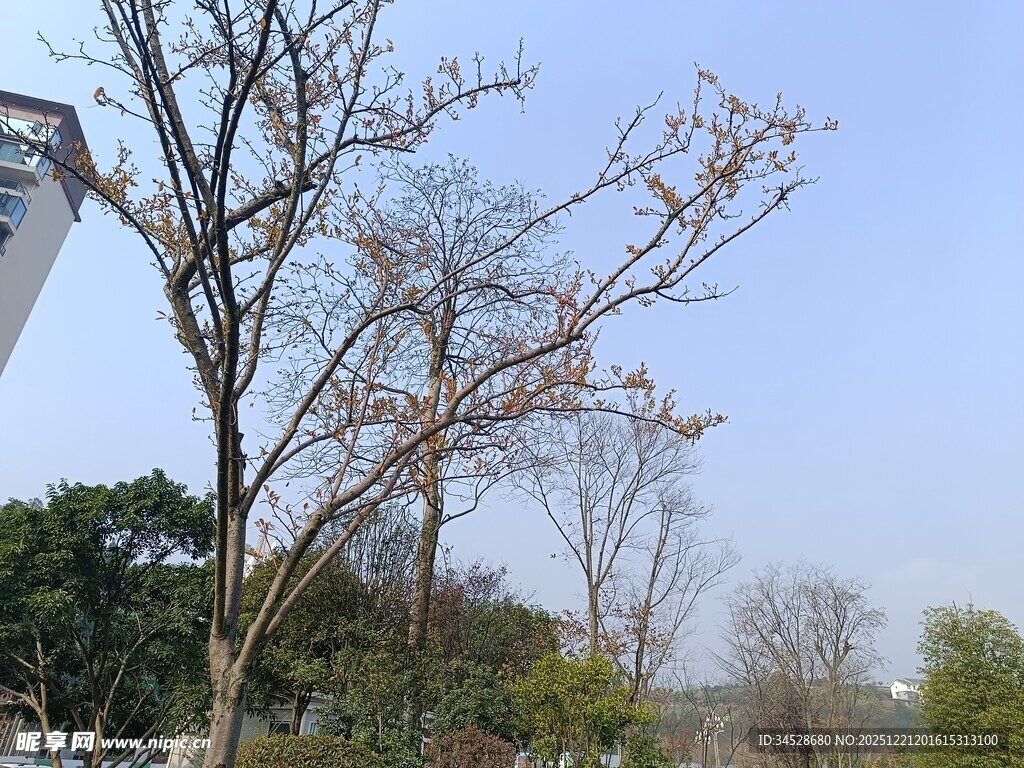 冬日萧瑟树木景观