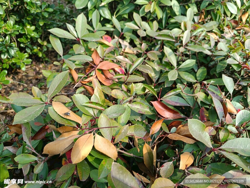 多彩叶片植物景观