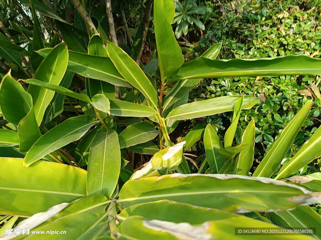 翠绿繁茂的热带植物叶片