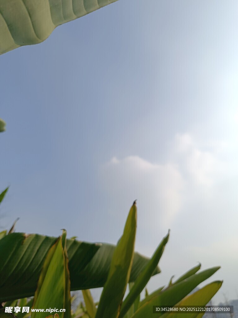 阳光下的绿植与蓝天