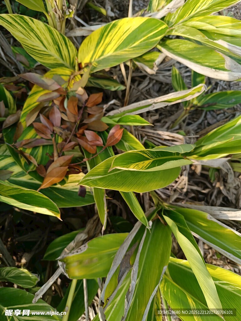 绿叶间的棕红色植物果实