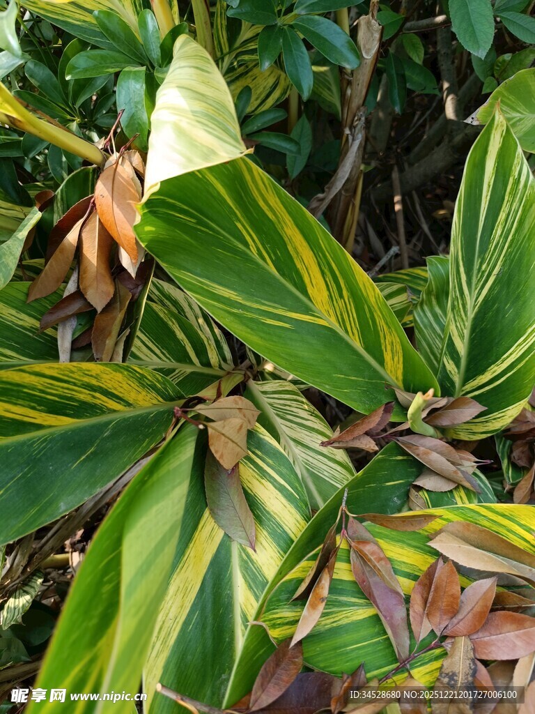 斑斓叶片的植物特写