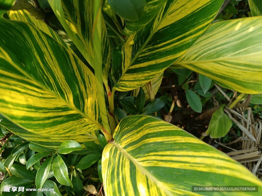 黄绿条纹叶片的植物