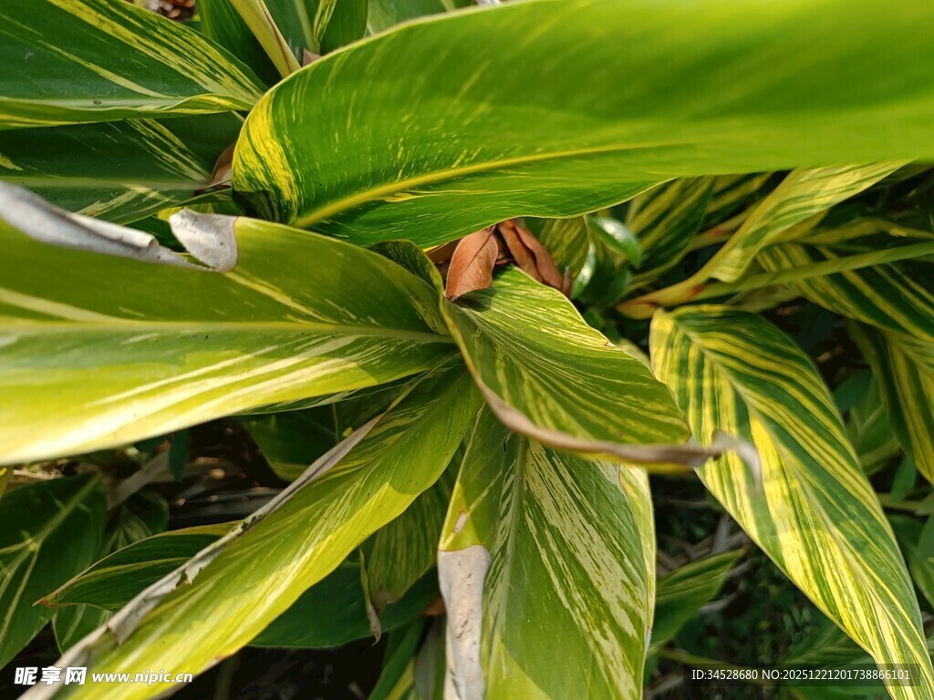 翠绿斑斓的热带植物叶片