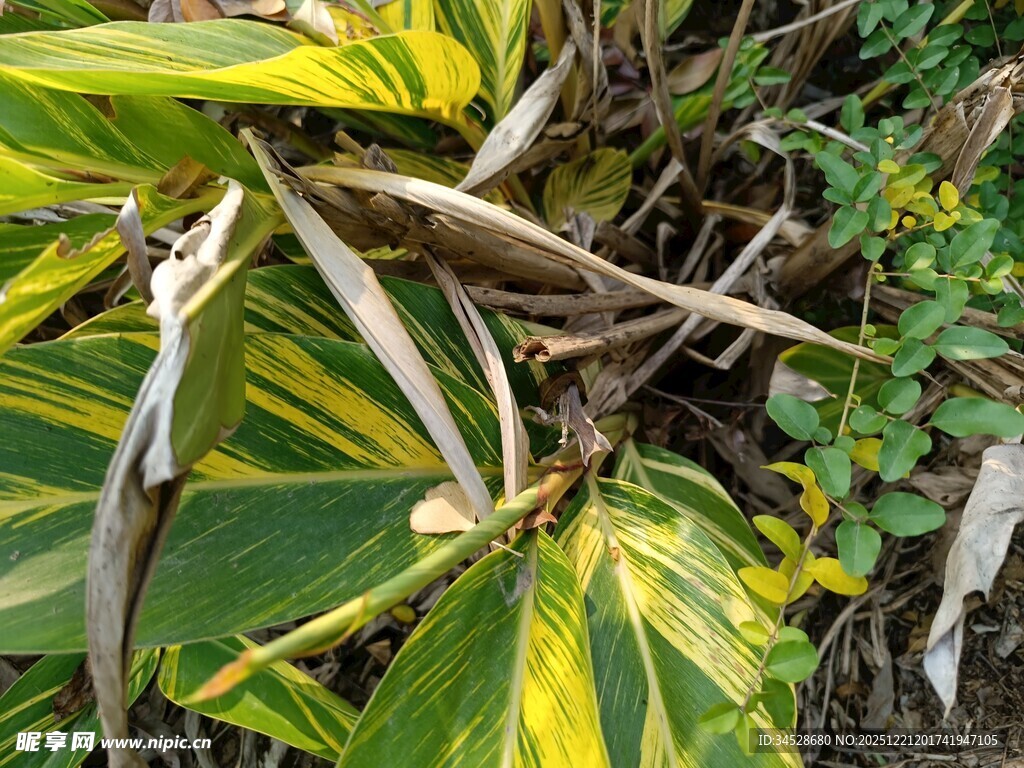 黄绿相间的斑斓叶片植物