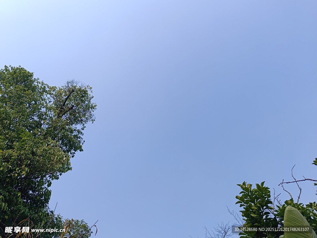 仰视绿树蓝天
