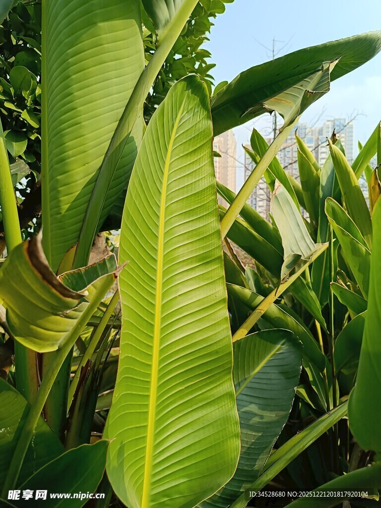 翠绿芭蕉叶特写