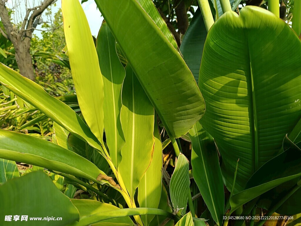 阳光下的翠绿芭蕉叶