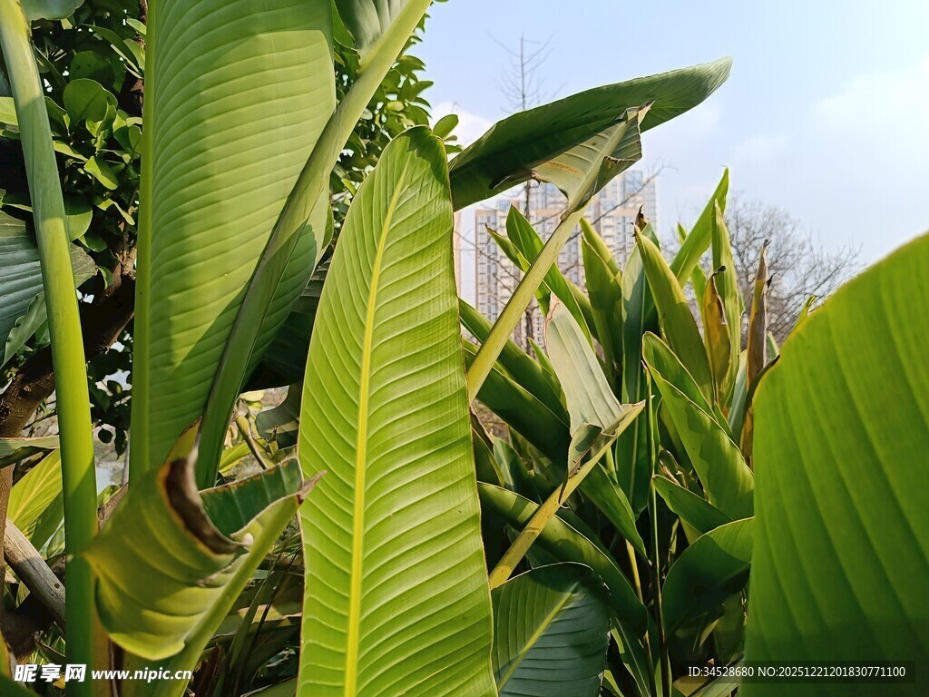 翠绿芭蕉叶