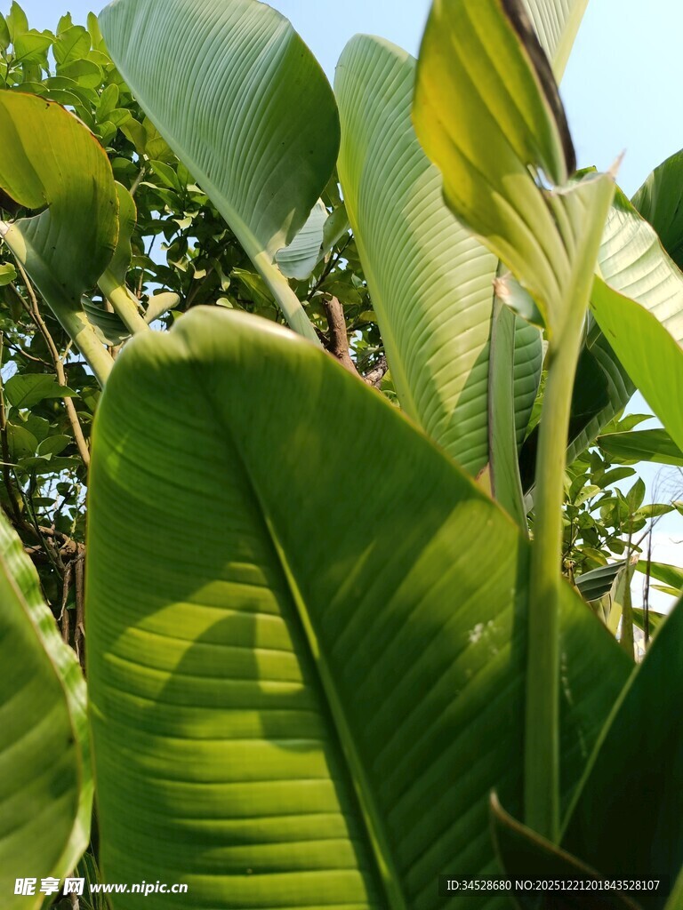 翠绿芭蕉叶特写