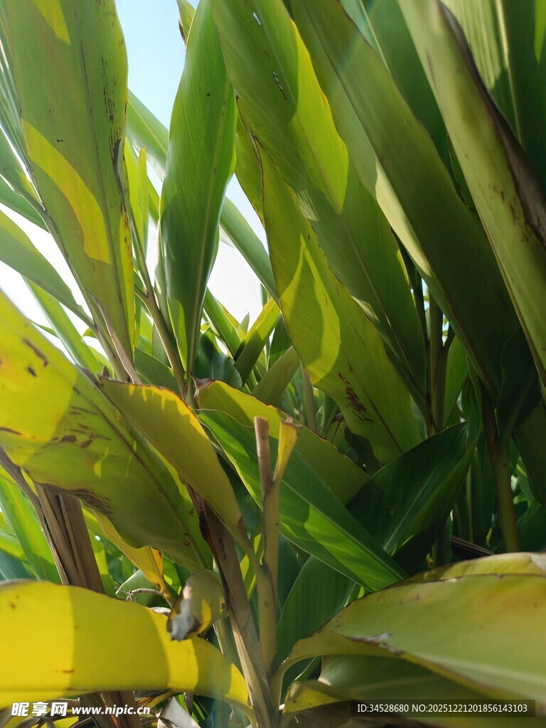 翠绿繁茂的热带植物叶片