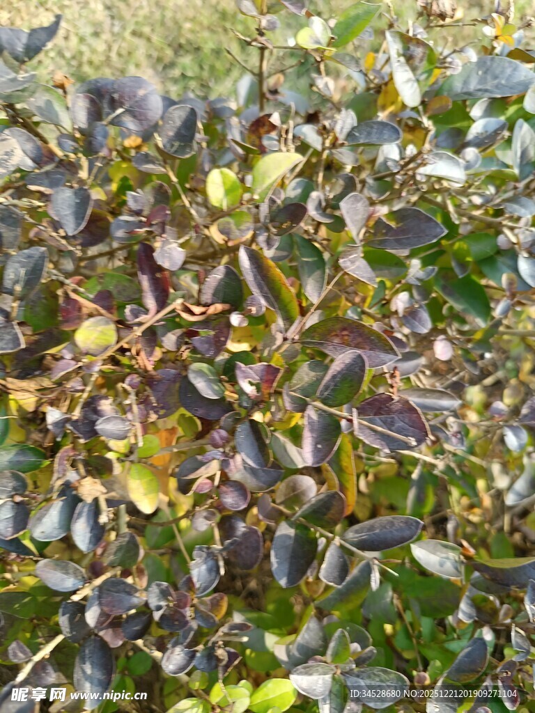 地面上的多彩落叶