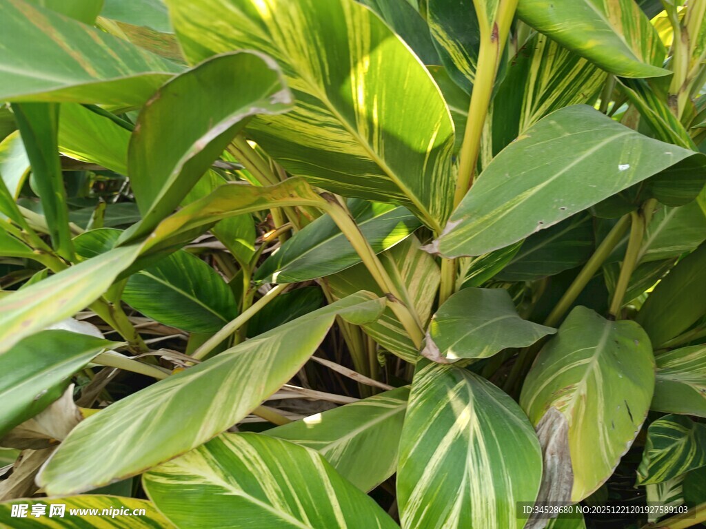斑斓叶片的绿植特写