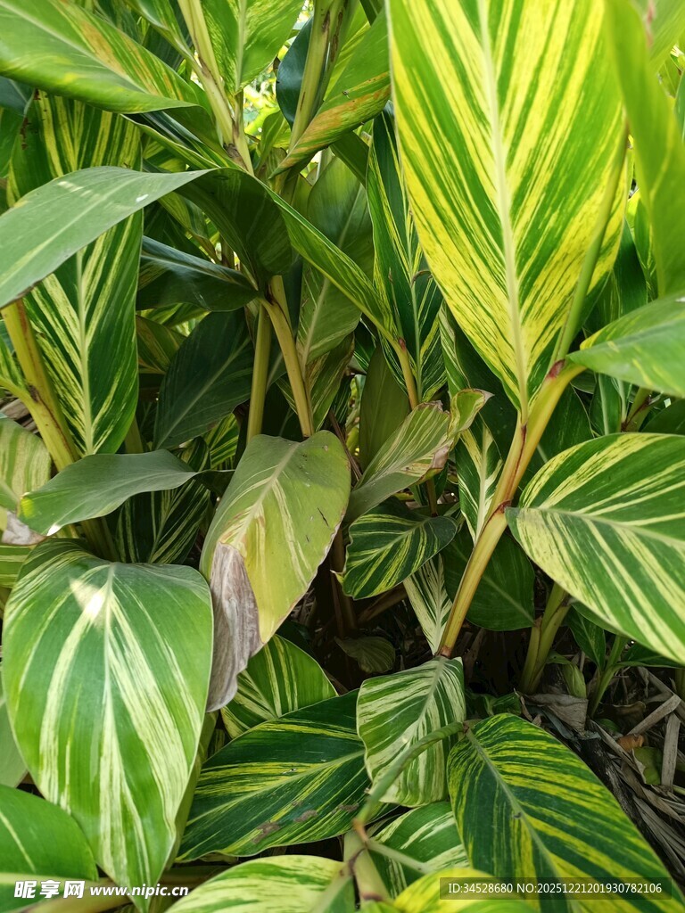 斑斓条纹绿植叶片特写