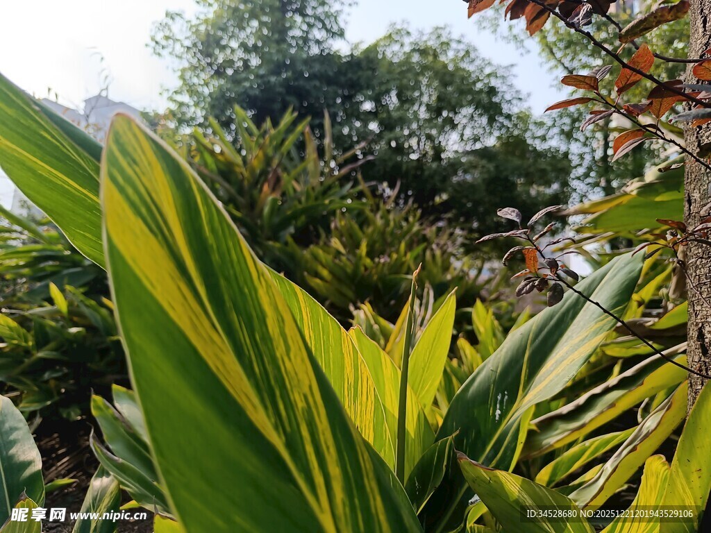 翠绿斑斓的热带植物景观