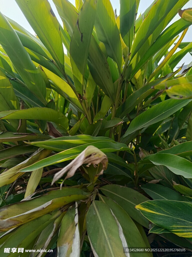 翠绿繁茂的热带植物