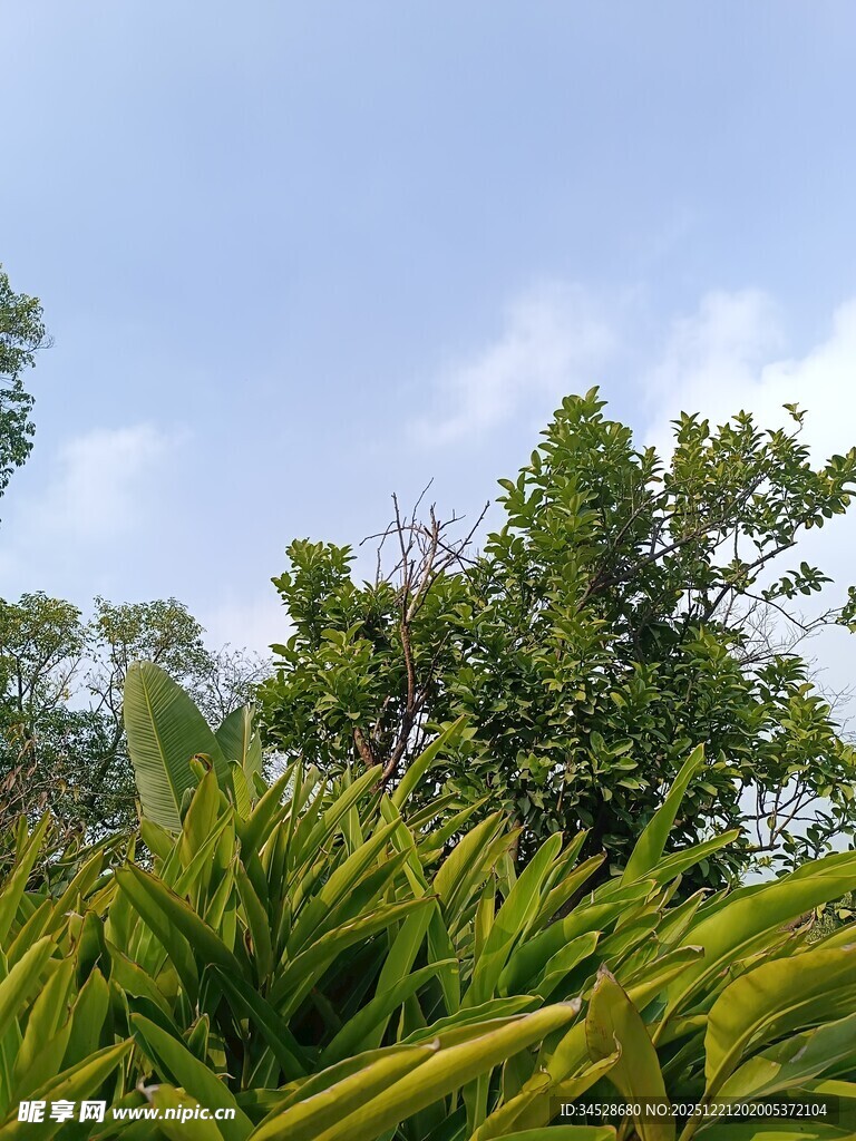 绿意盎然的户外植物景观