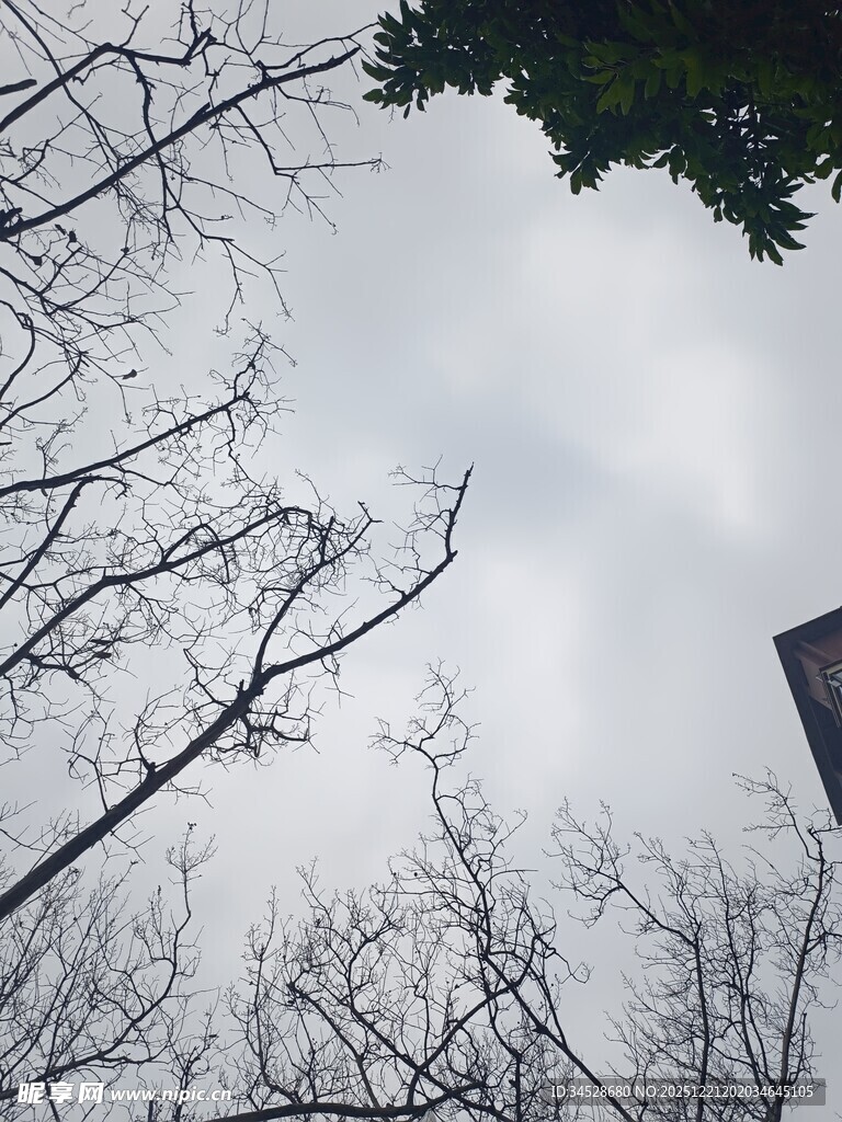 仰视光秃树枝与天空