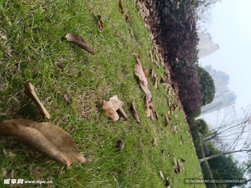 草地上的猴子与散落物品