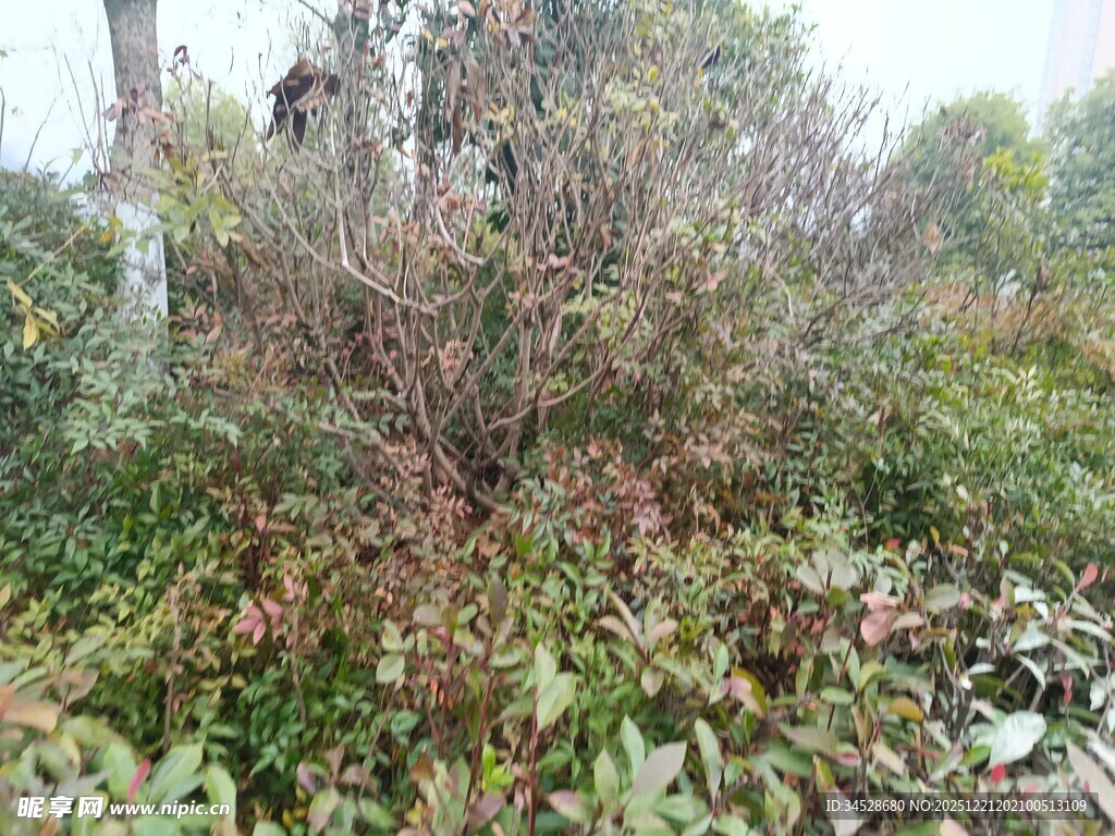 秋日野外繁茂植物景象