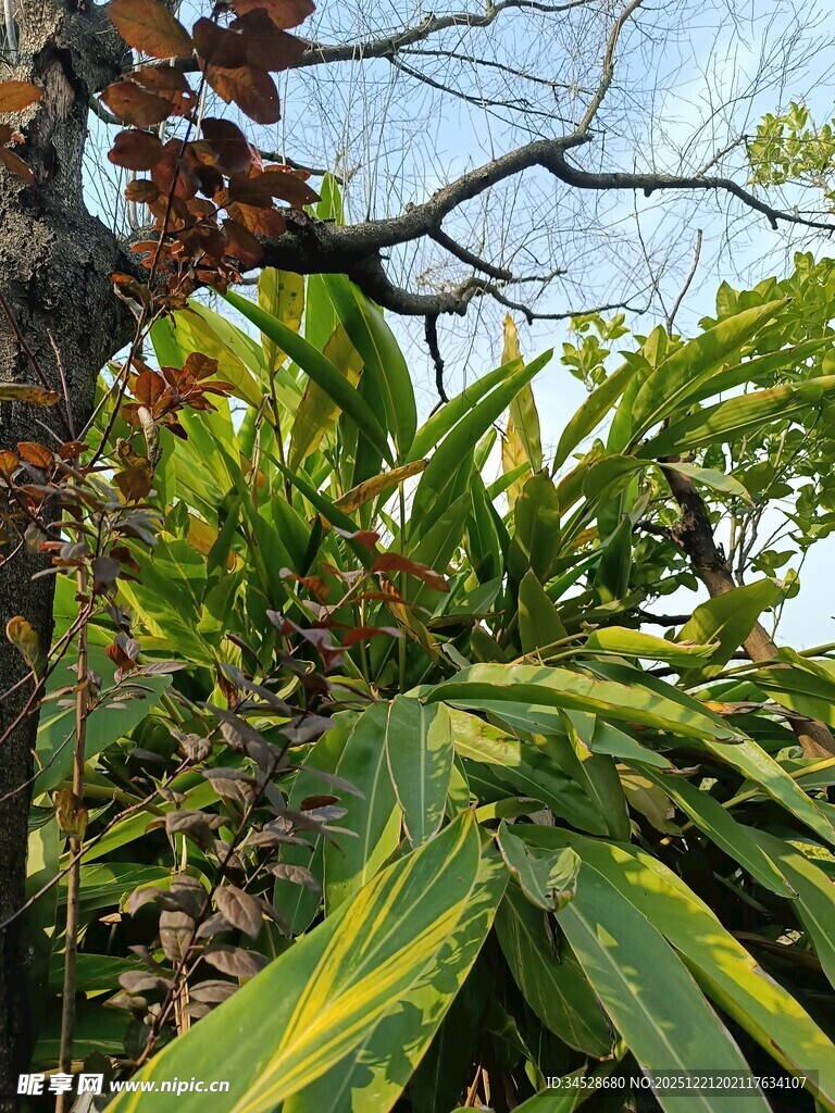 热带植物景观特写