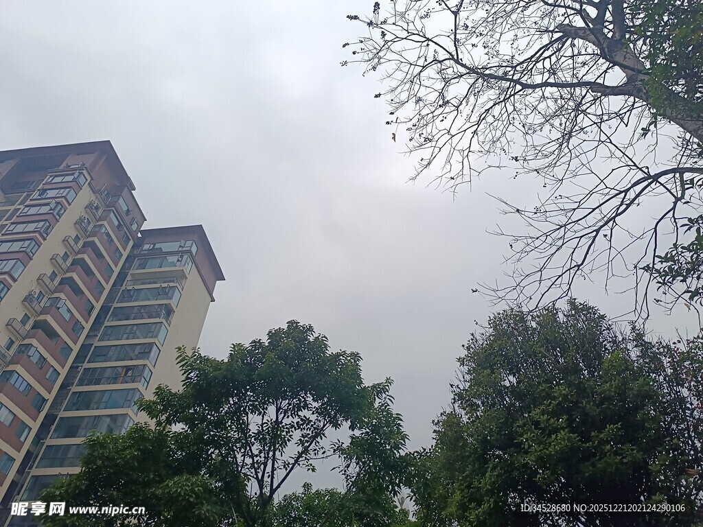 高楼旁的绿树景观