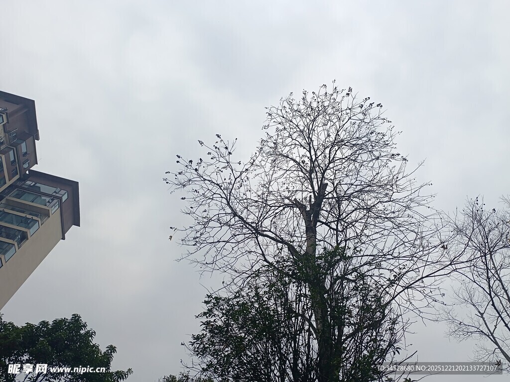 光秃树木旁的高耸建筑