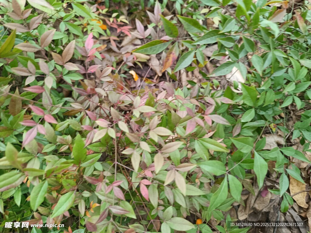 多彩叶片植物景观