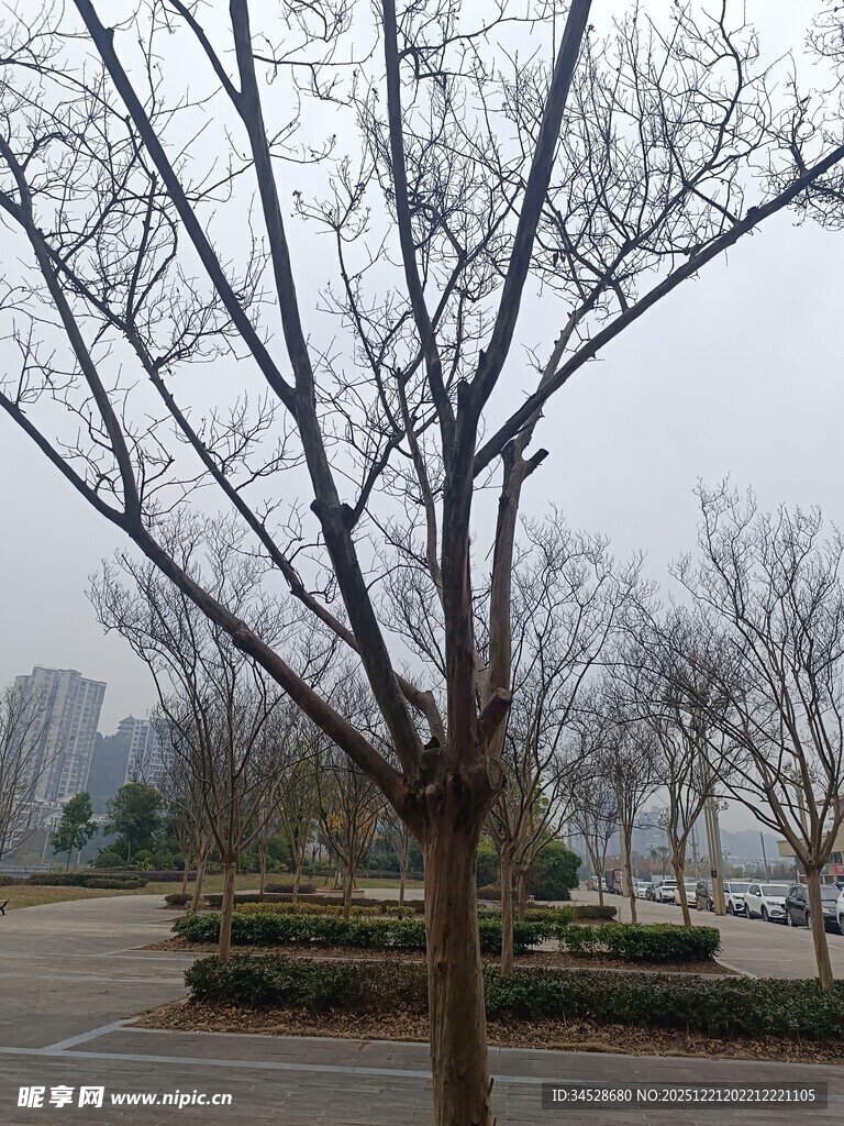 冬日光秃树木与远处景致