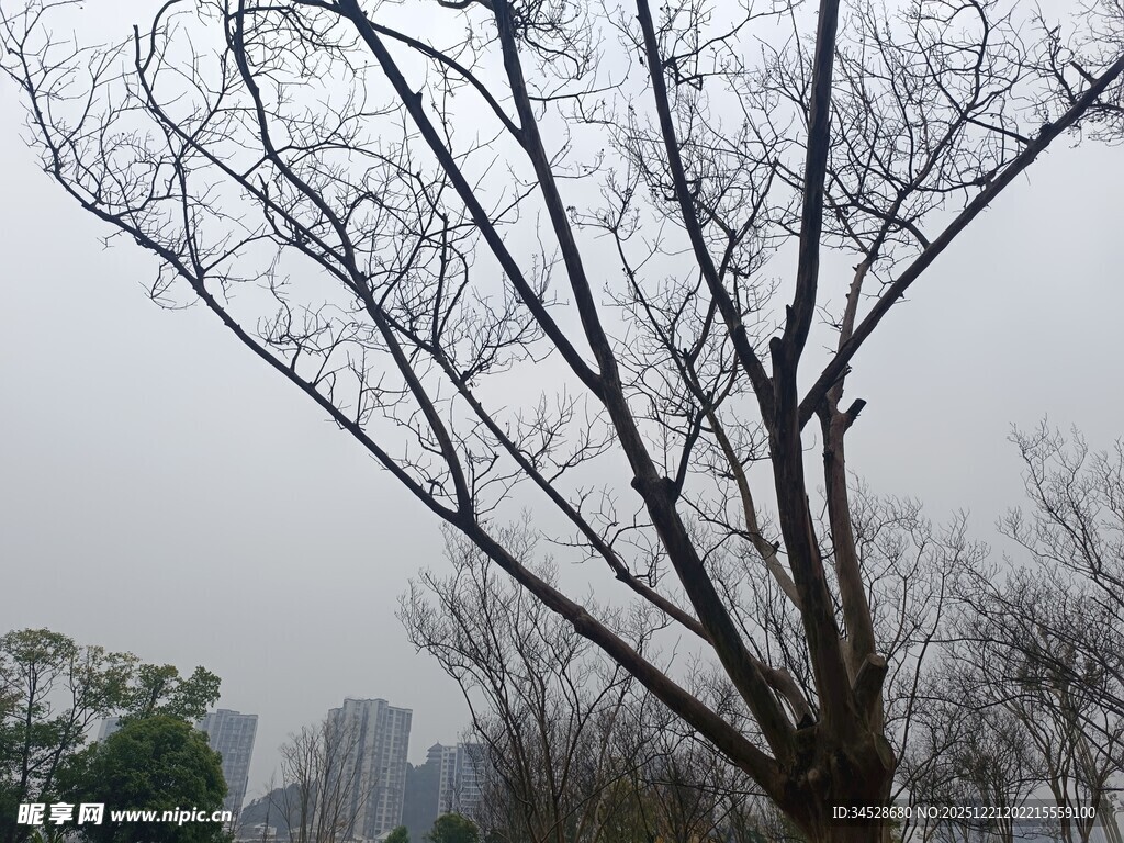 冬日光秃树木与远处建筑