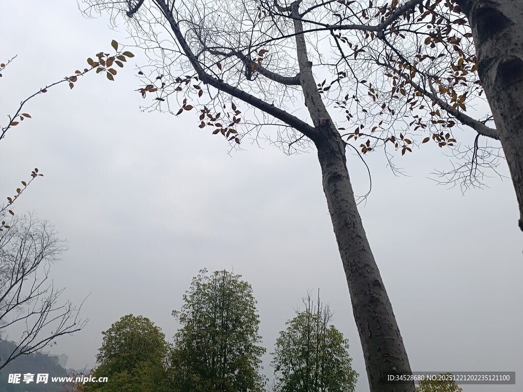 冬日枯树与远处绿树