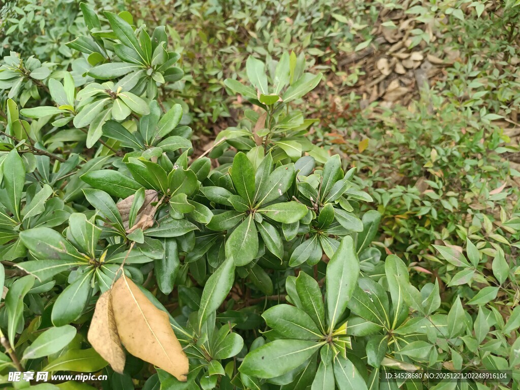 绿叶间的枯黄叶片