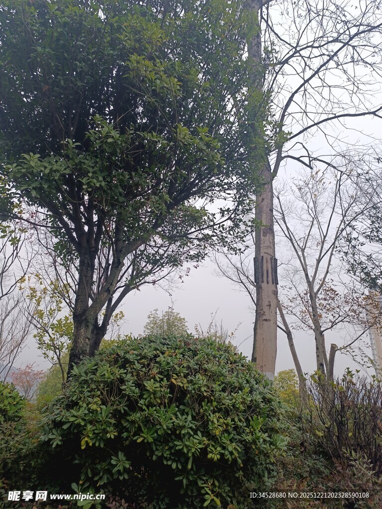 林间树木与绿植景观