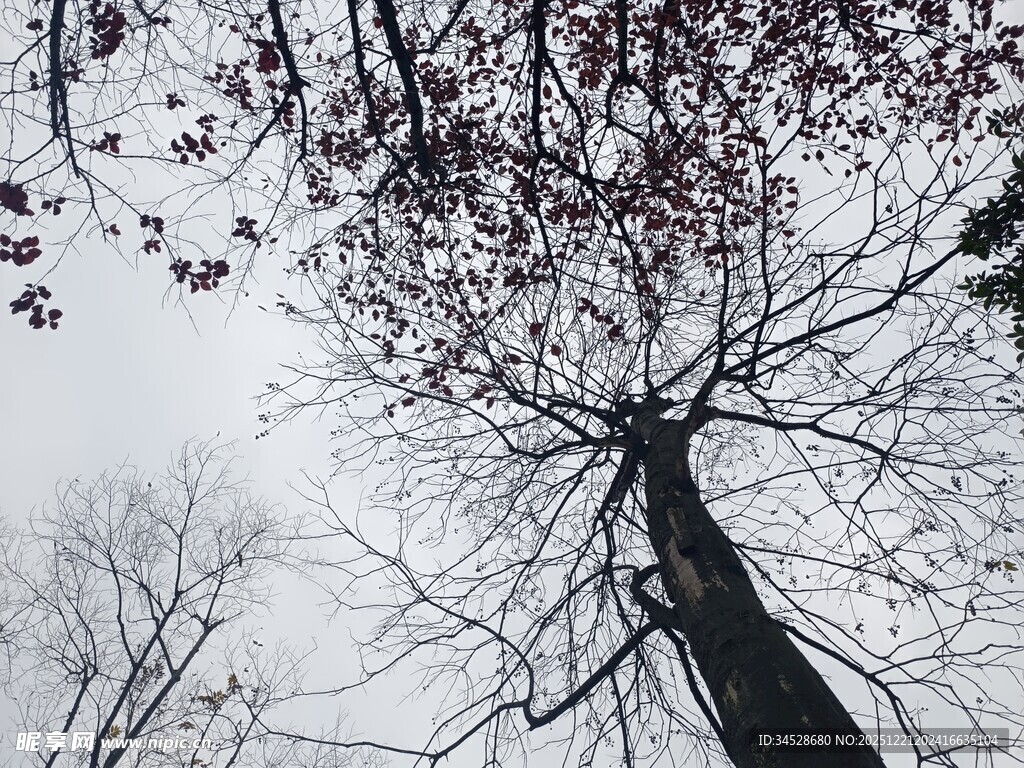 仰视枯树与红叶