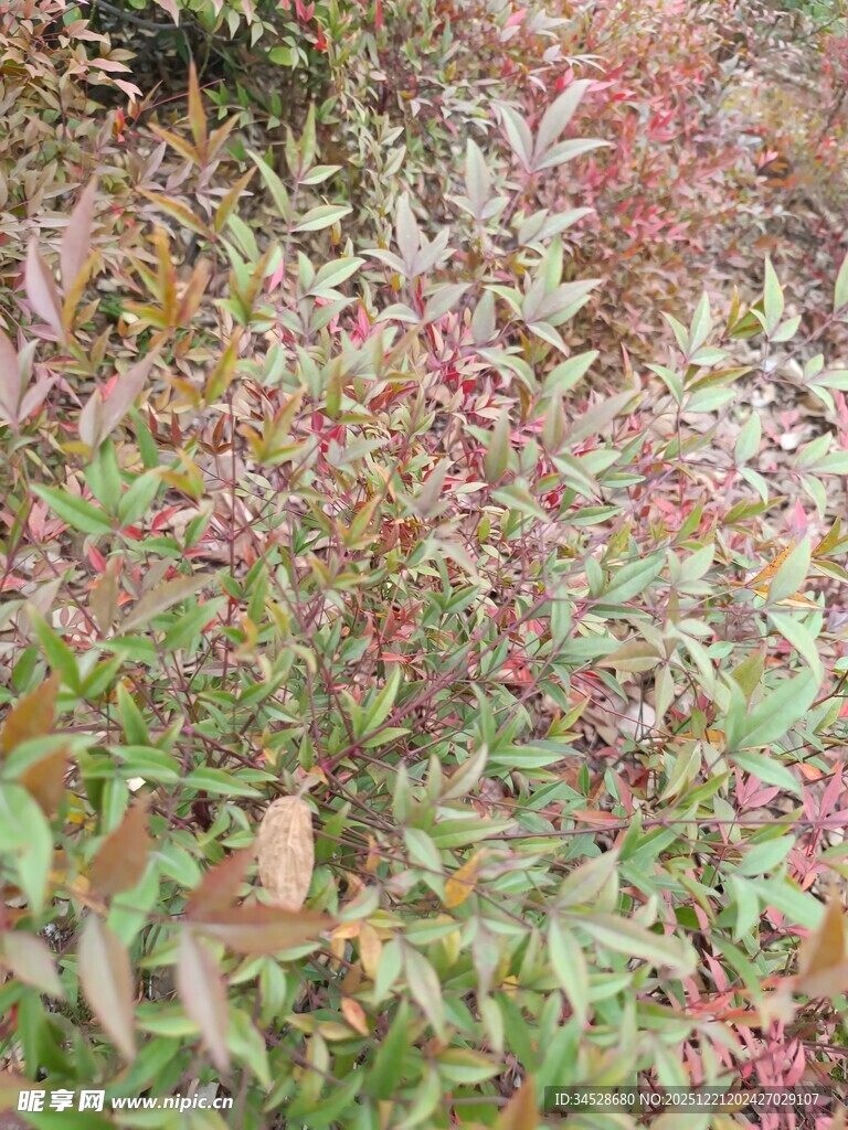 多彩枝叶植物景观