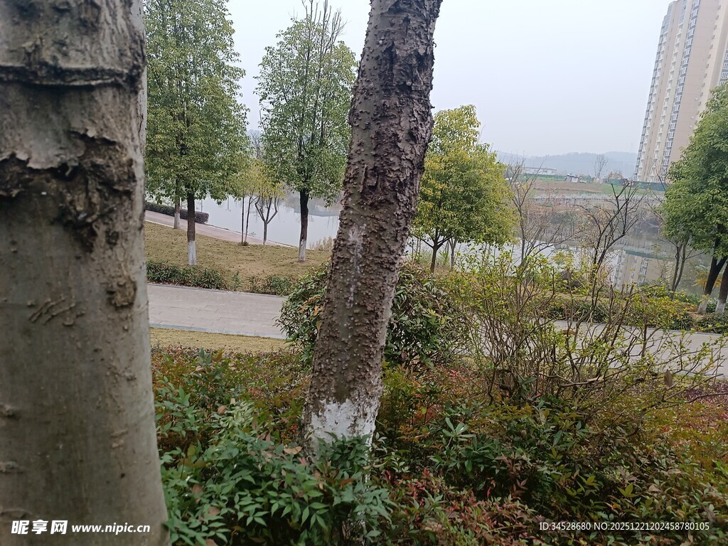 公园树木旁的自然景象