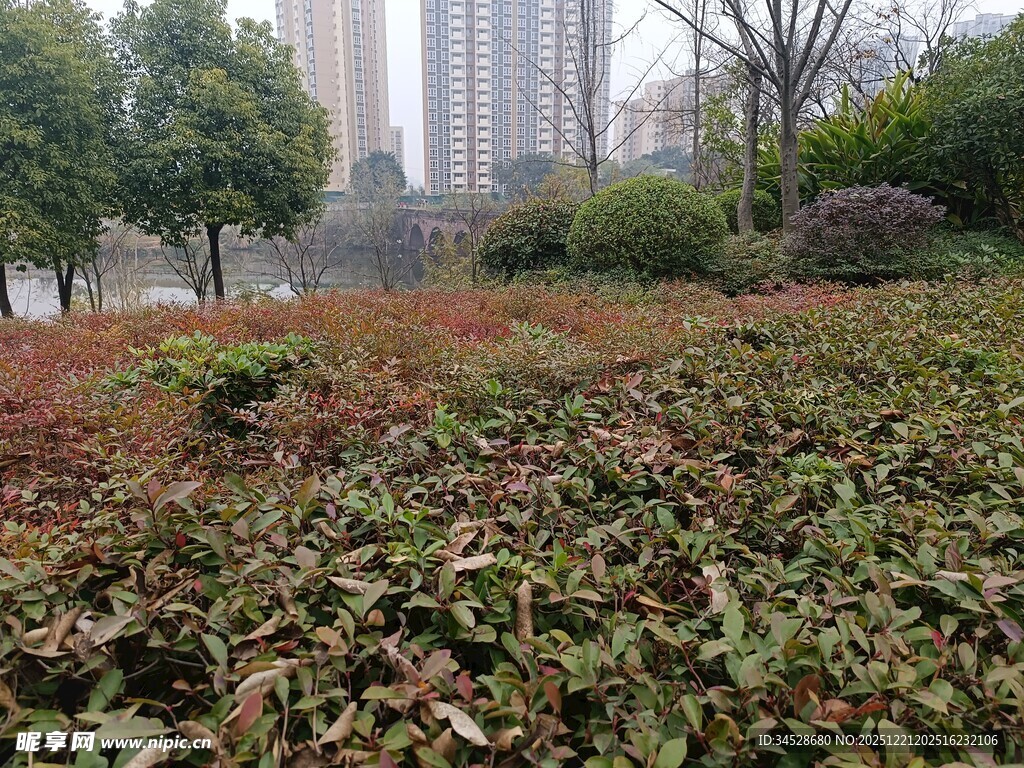 城市中落叶覆盖的植物景观