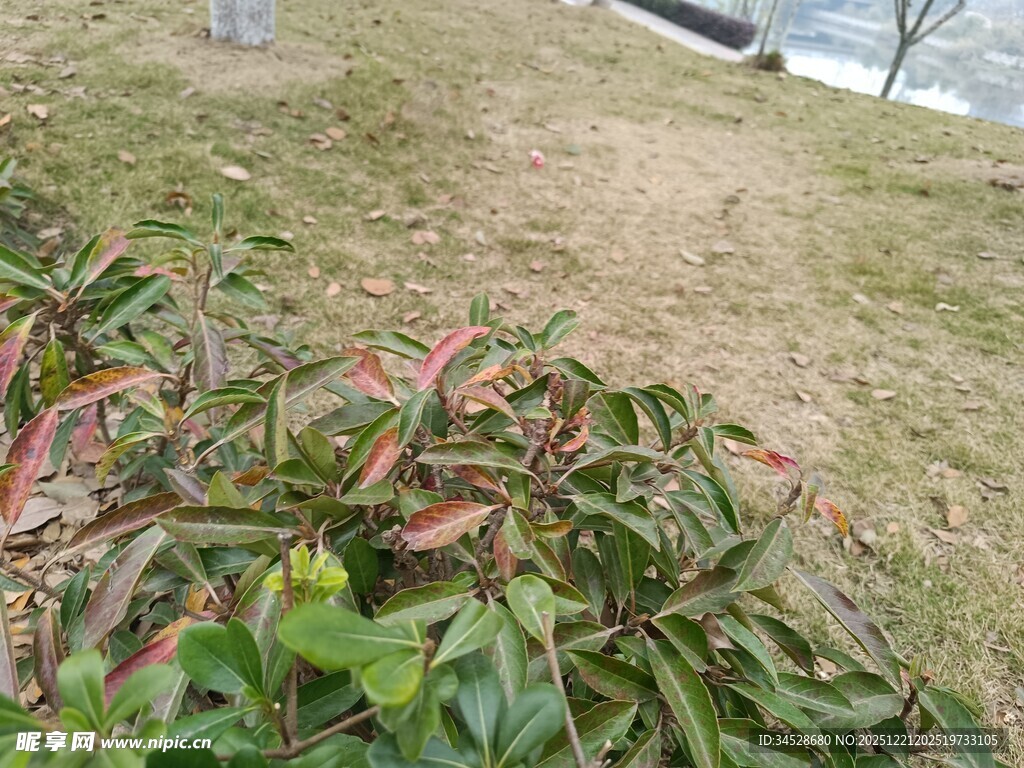 地面上的多彩植物