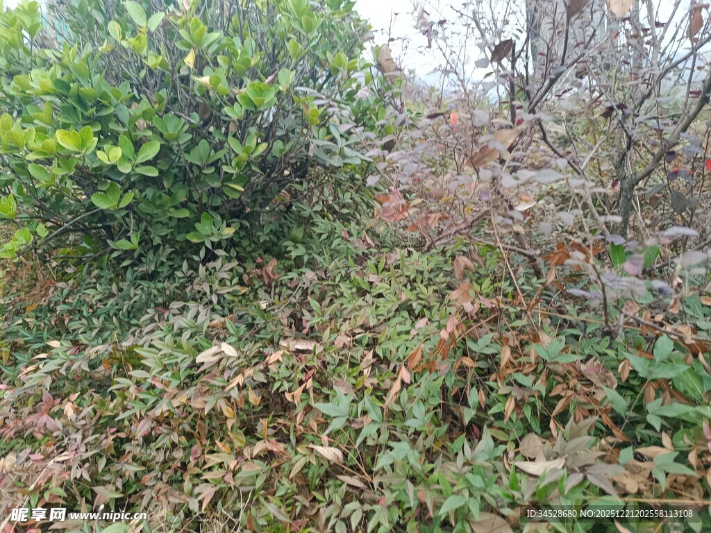 野外繁茂植被景象