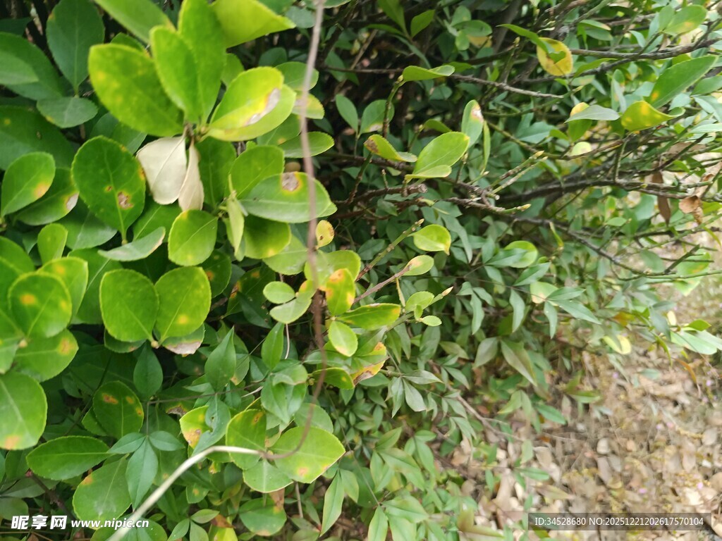 绿叶间的白色花朵